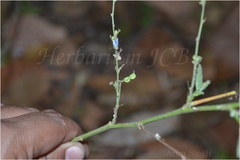 Desmodium benthamii